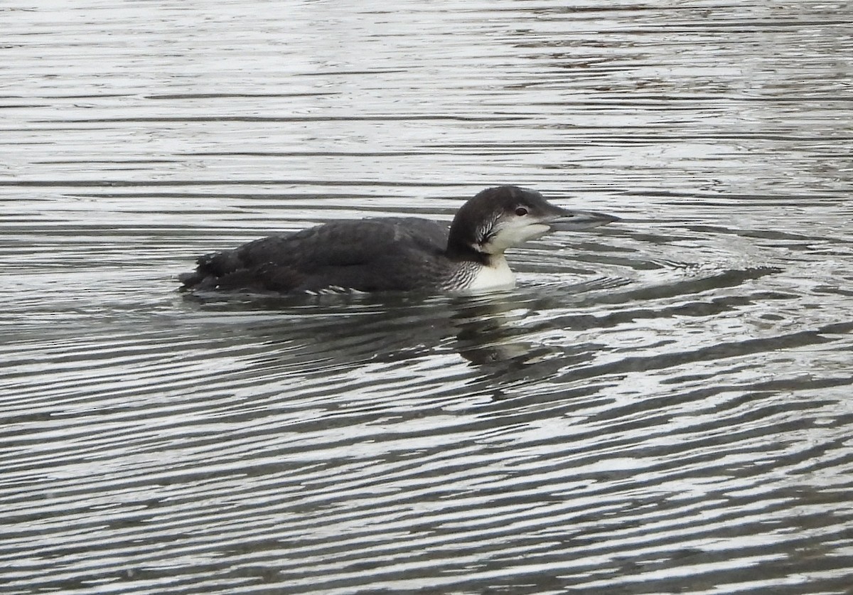 Common Loon - ML645916518