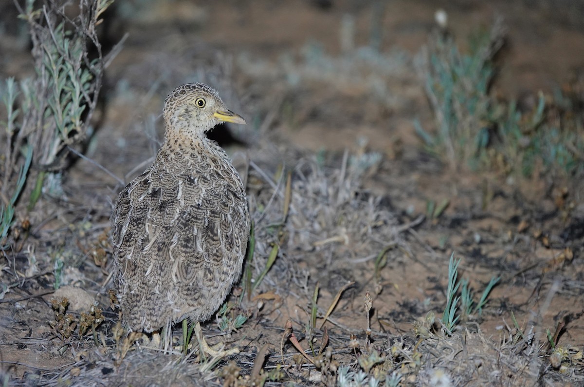 Plains-wanderer - ML645916528