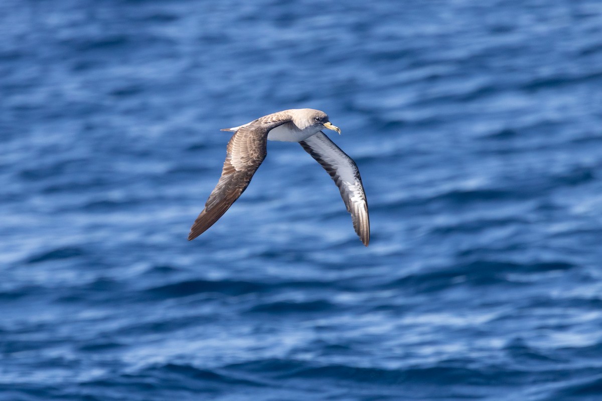 Scopoli's Shearwater - ML645916530