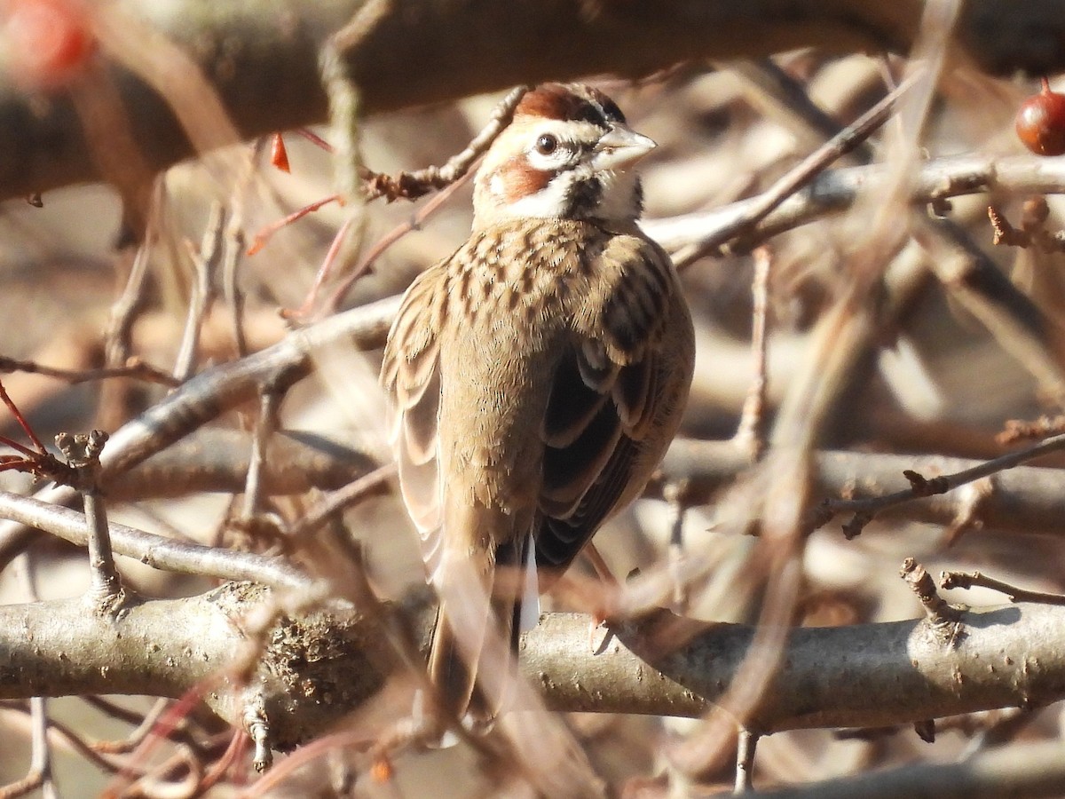 Lark Sparrow - ML645916534