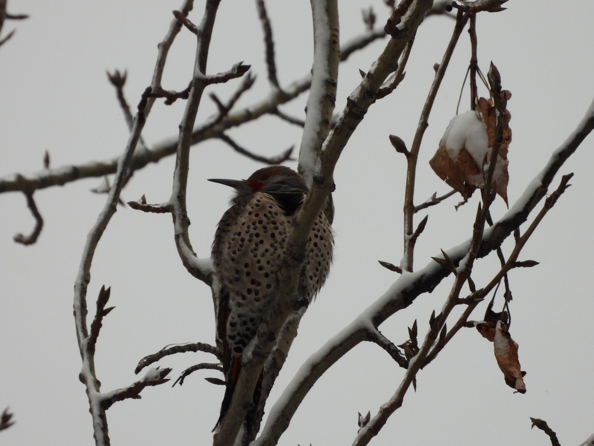 Northern Flicker - ML645916535