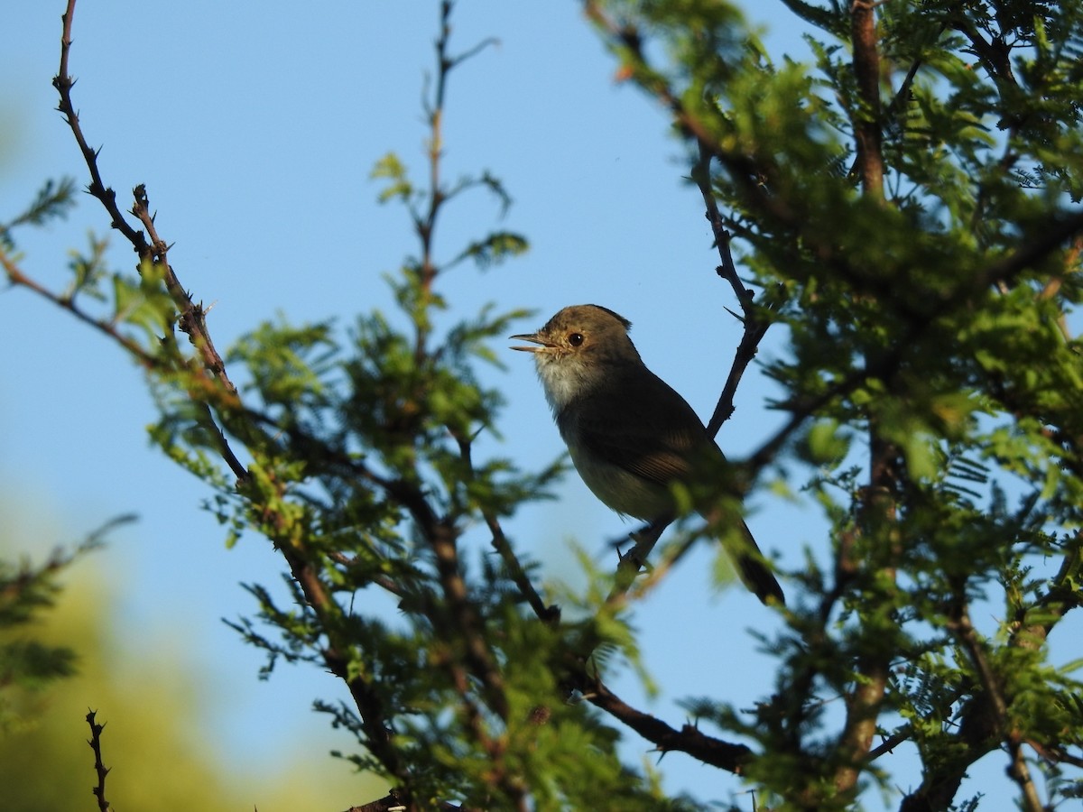 Fulvous-crowned Scrub-Tyrant - ML645916538