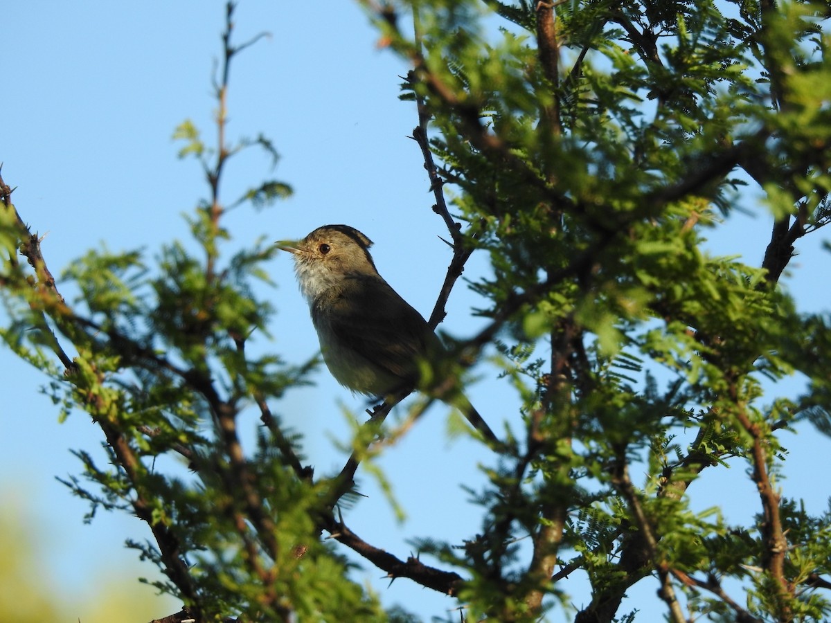 Fulvous-crowned Scrub-Tyrant - ML645916539