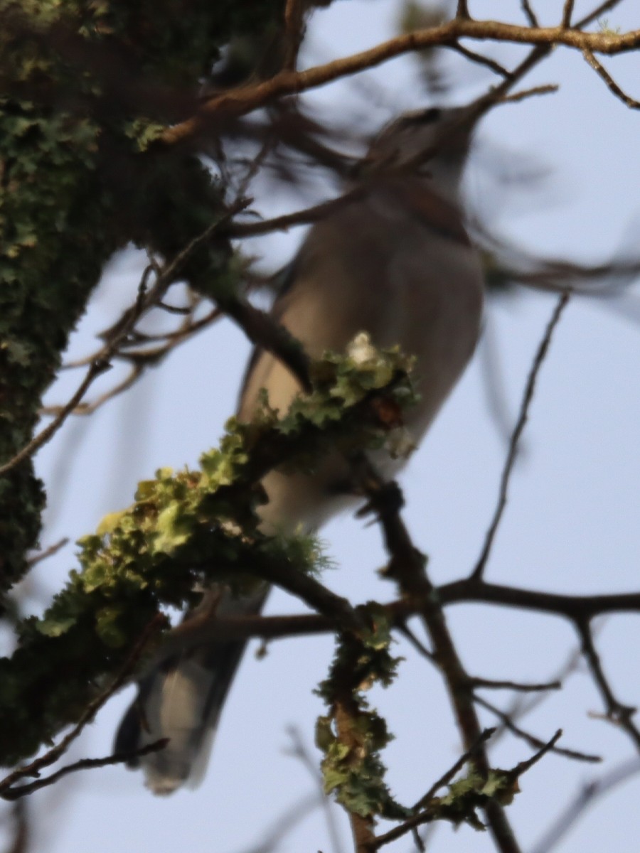 Blue Jay - ML645916540