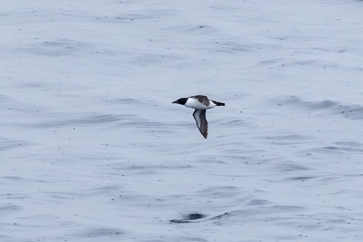 Толстоклювая кайра - ML645916544