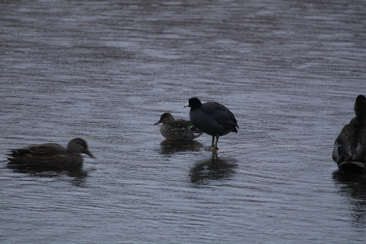 Zertzeta arrunta - ML645916554