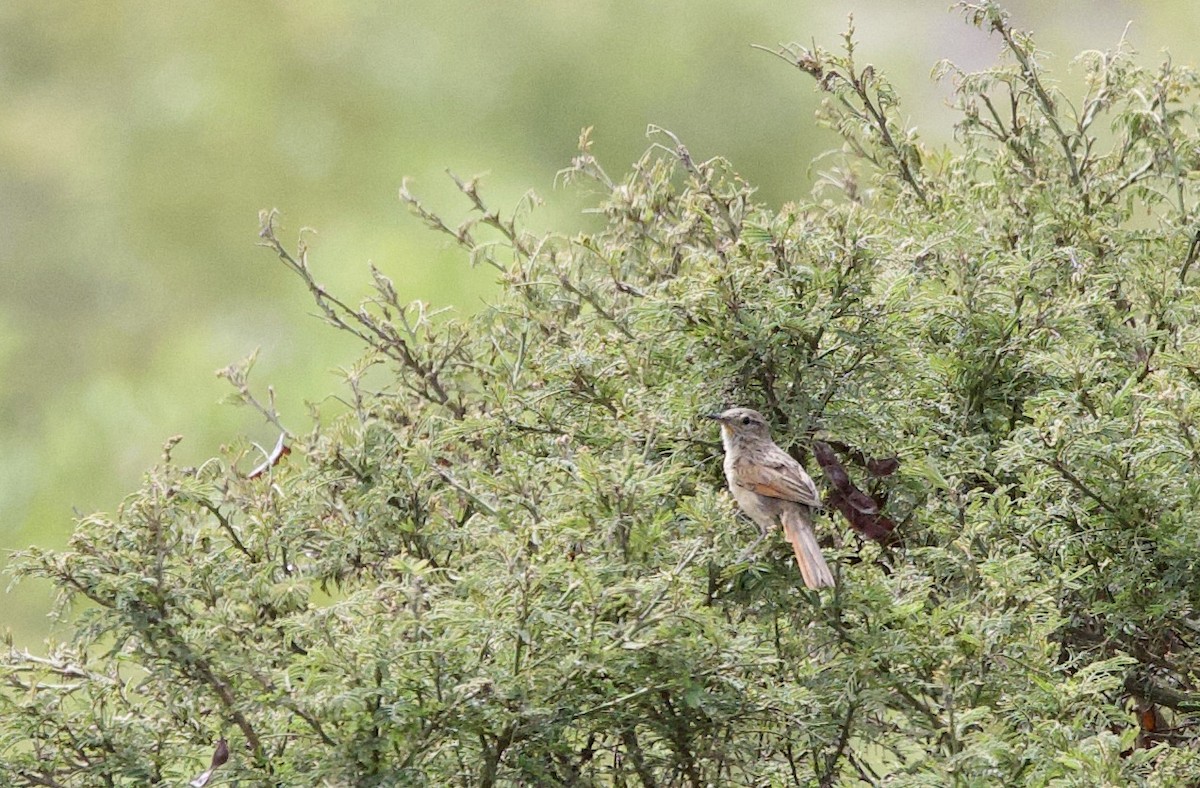 Streak-backed Canastero - ML645916555