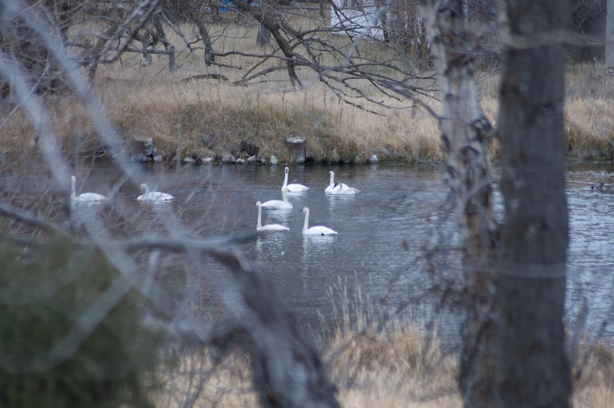 Trumpeter Swan - ML645916563