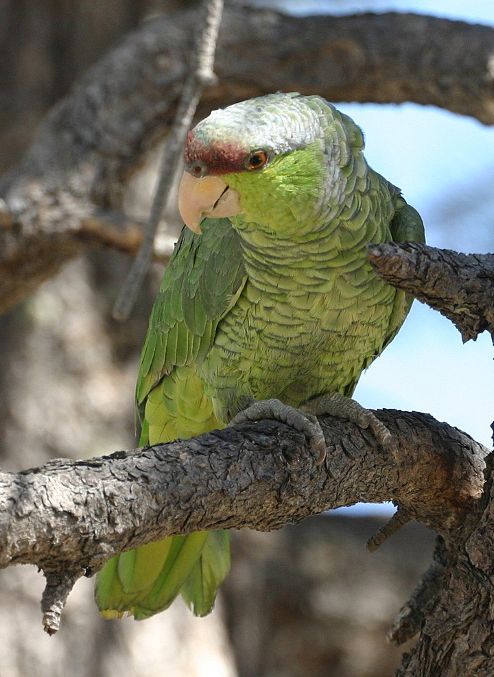 Lilac-crowned Amazon - ML645916571