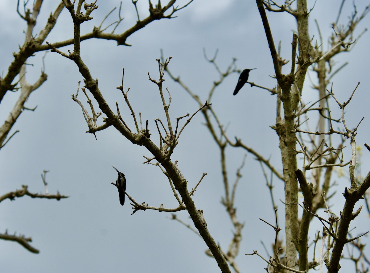 Hispaniolan Mango - ML645916575