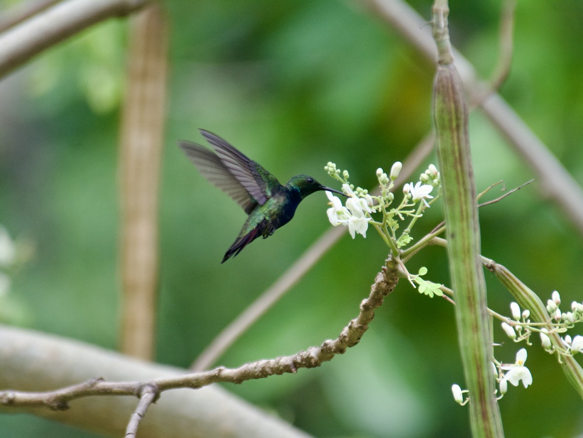 Hispaniolan Mango - ML645916576