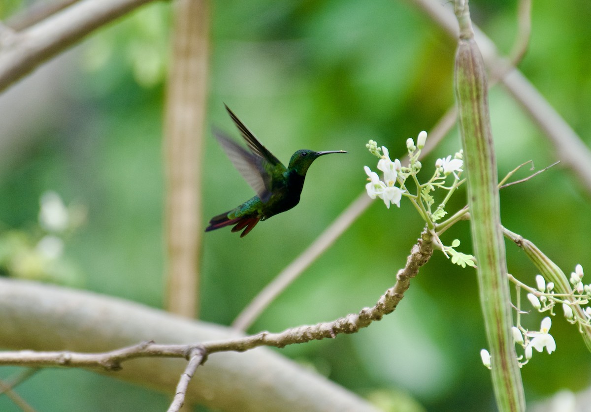 Hispaniolan Mango - ML645916578