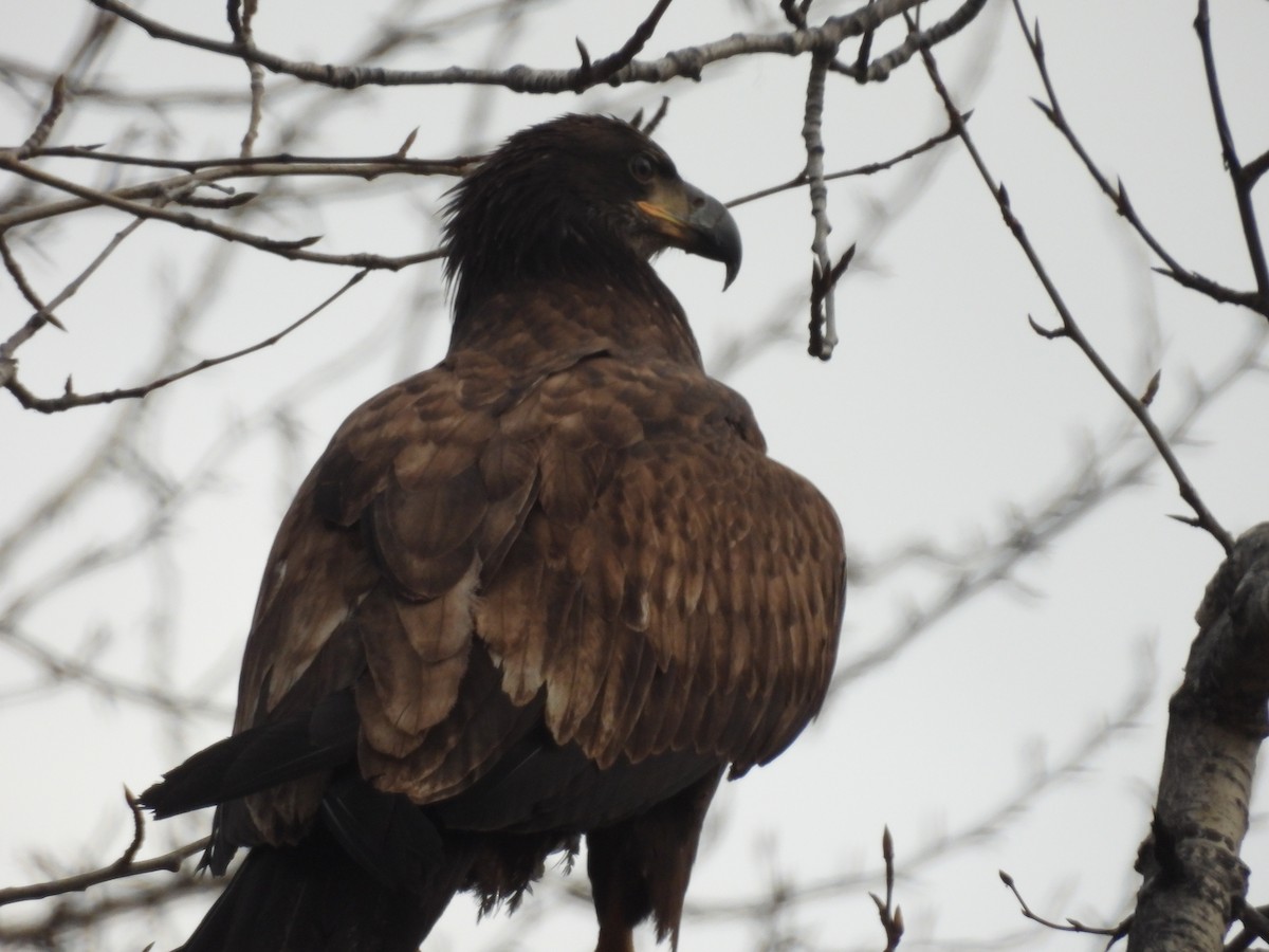 Bald Eagle - ML645916580