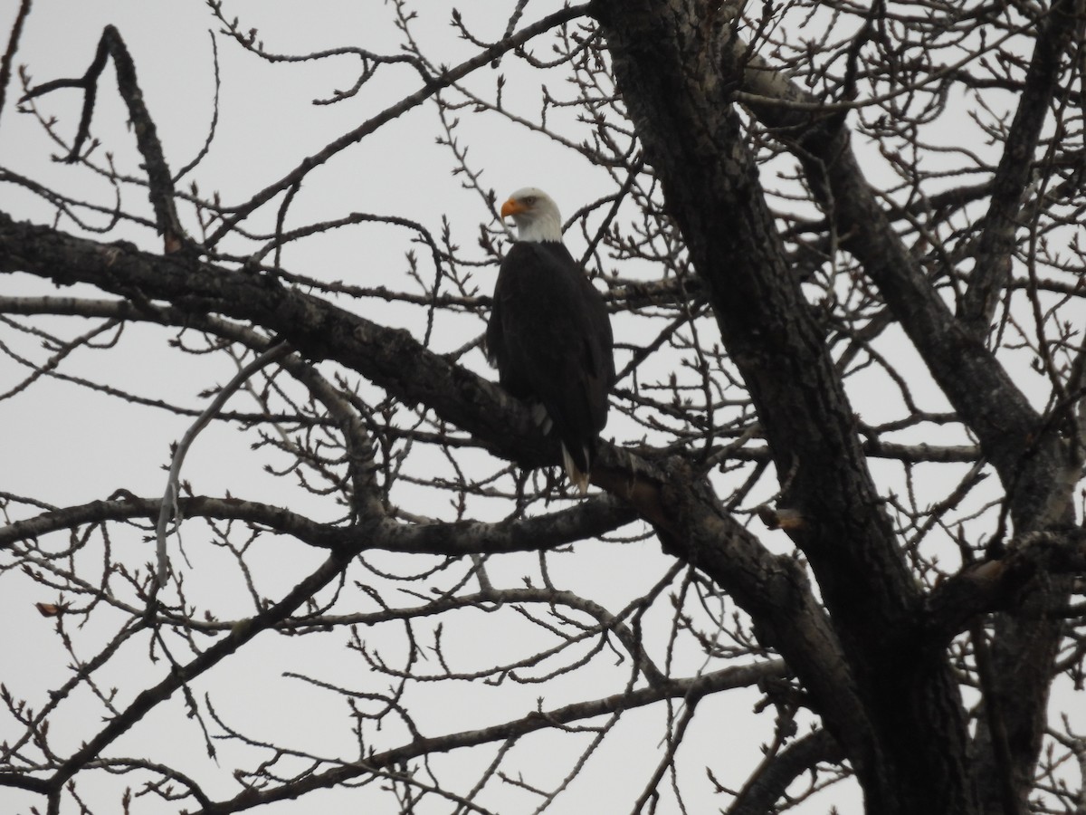 Bald Eagle - ML645916581