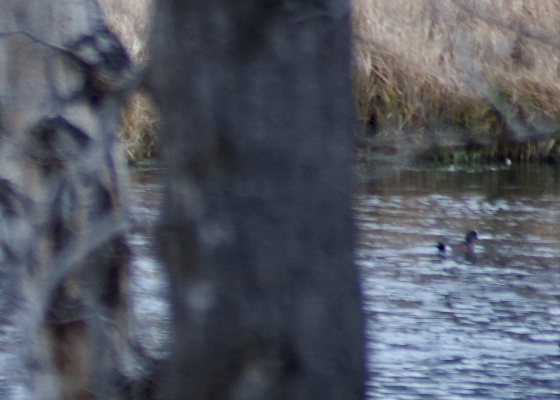 American Wigeon - ML645916582