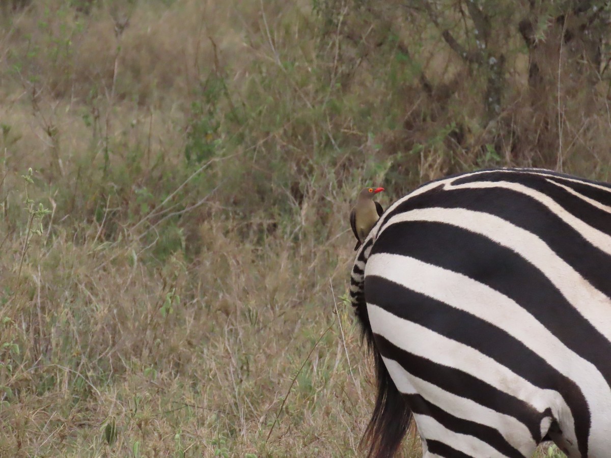 Red-billed Oxpecker - ML645916594