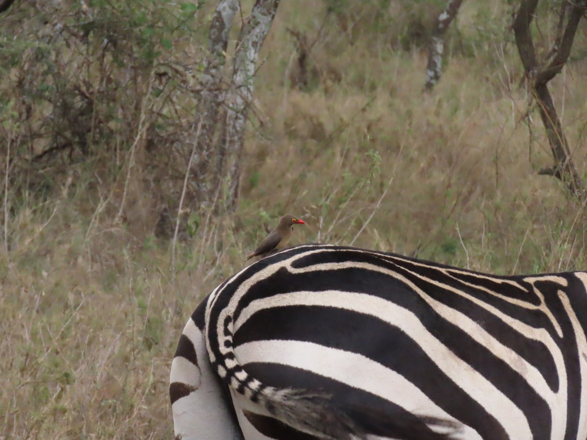 Red-billed Oxpecker - ML645916595