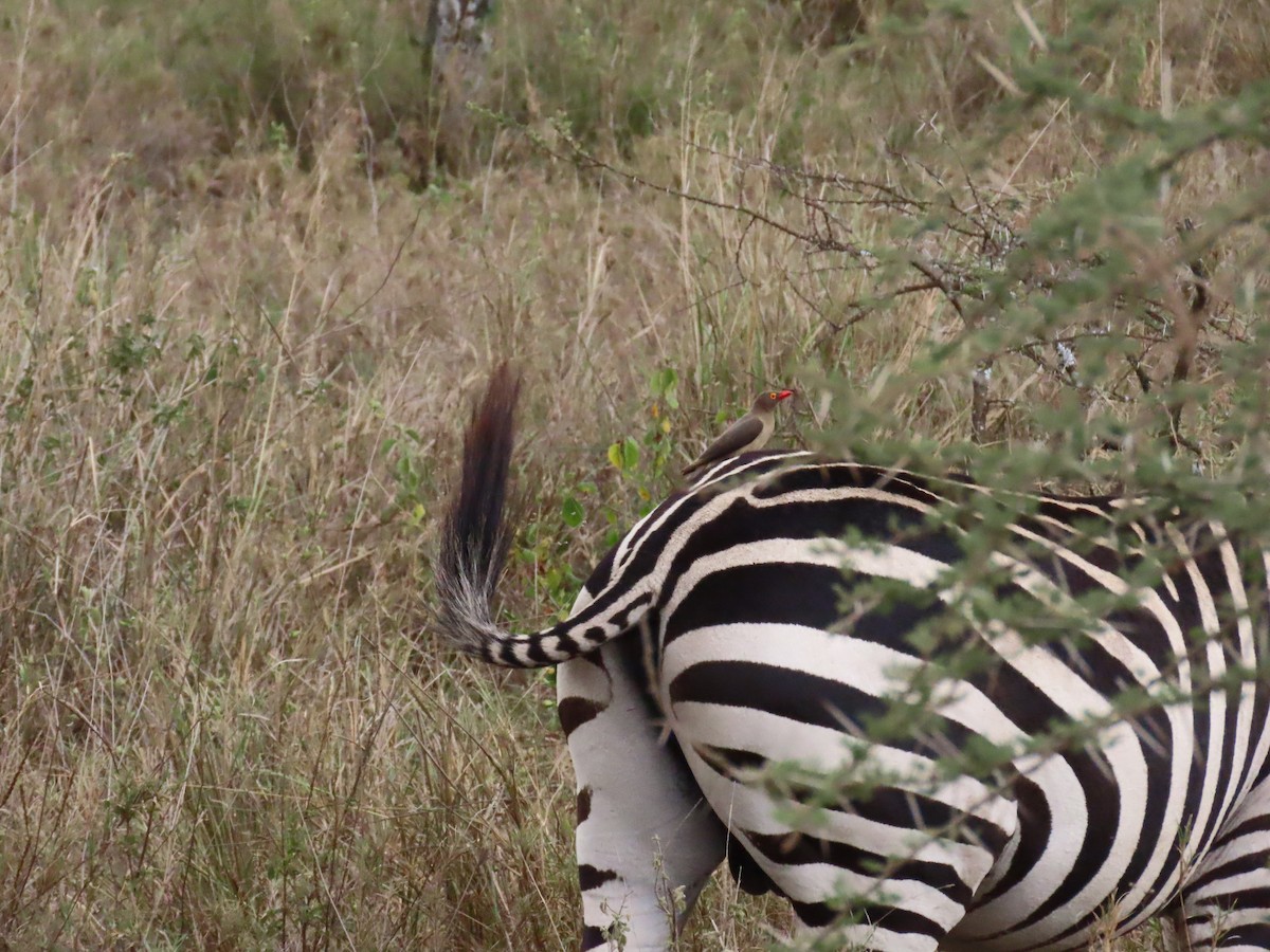 Red-billed Oxpecker - ML645916596