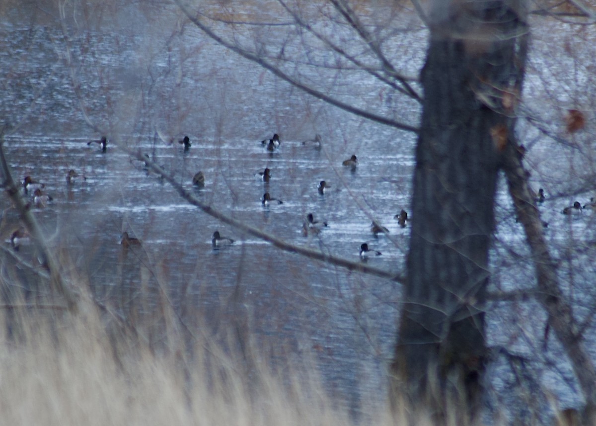 Ring-necked Duck - ML645916601