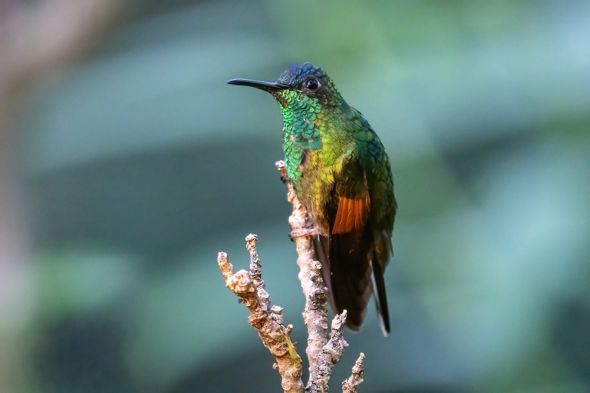 Blue-capped Hummingbird - ML645916602
