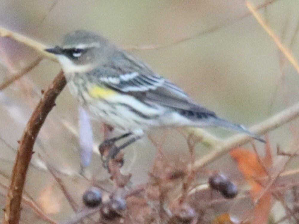 Yellow-rumped Warbler - ML645916604
