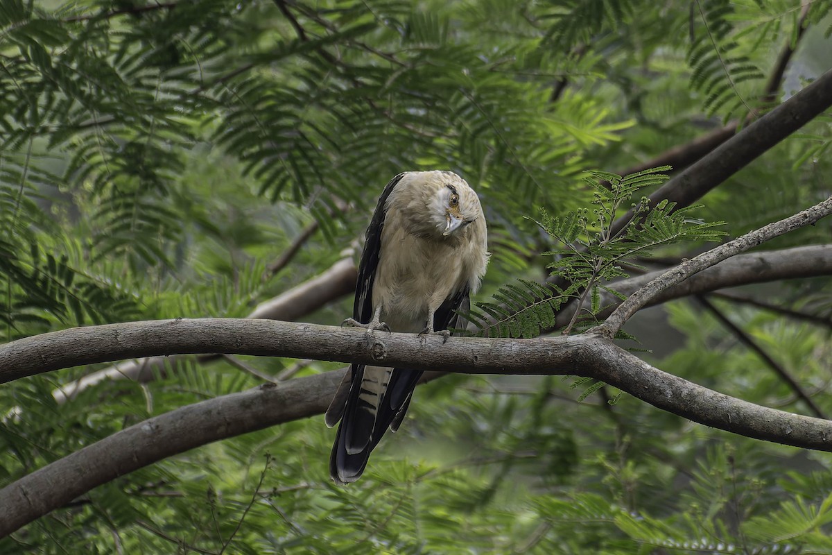 Yellow-headed Caracara - ML645916605