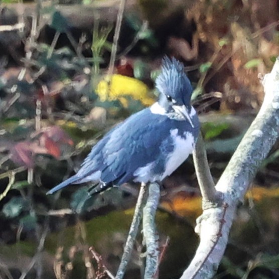 Martin handi iparramerikarra - ML645916608