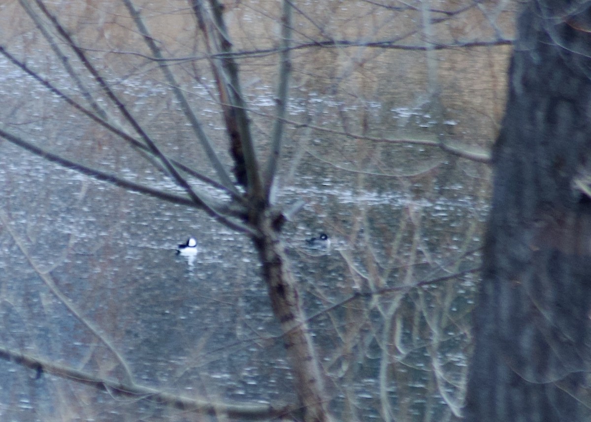 Murgilari buruzuria - ML645916610