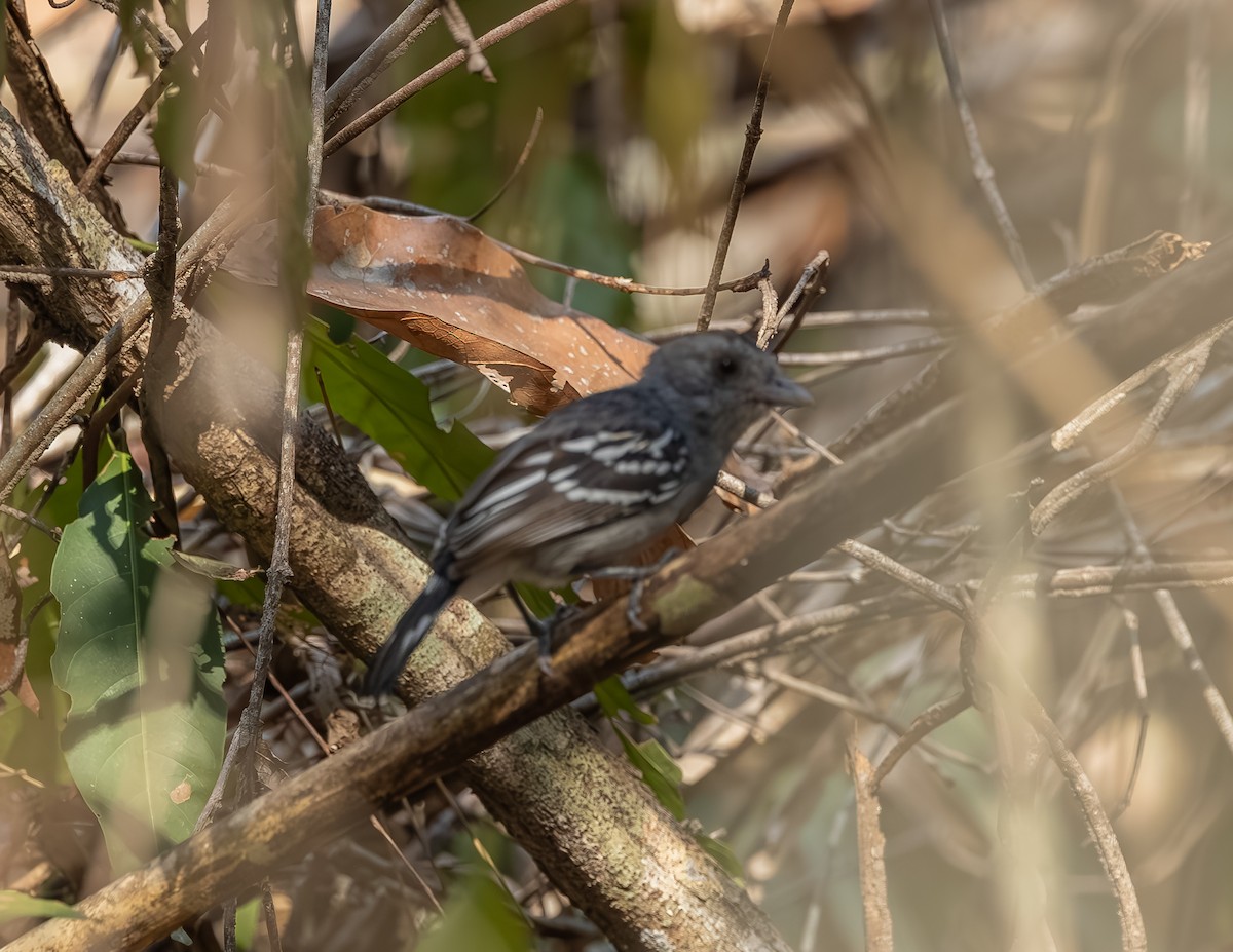 Planalto Slaty-Antshrike - ML645916612