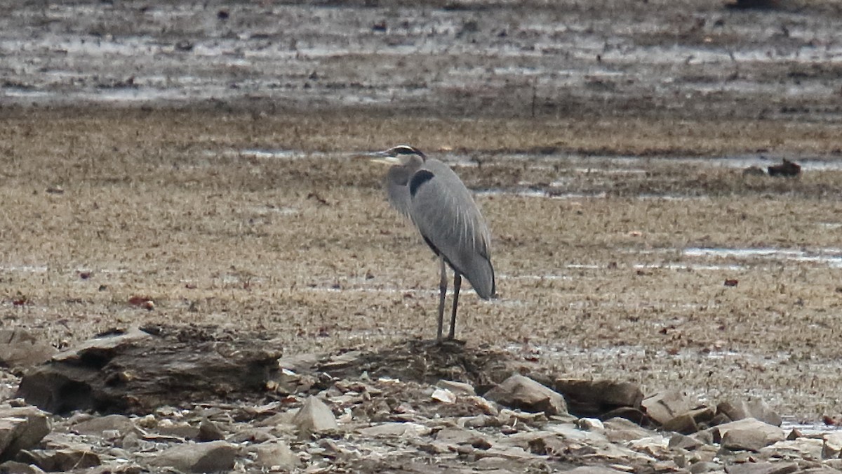 Great Blue Heron (Great Blue) - ML645916613