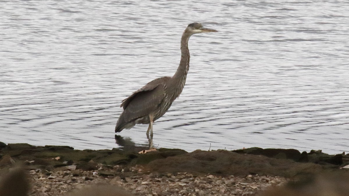 Great Blue Heron (Great Blue) - ML645916615