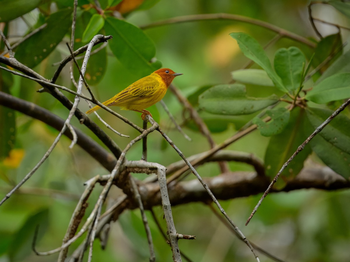 Northern/Mangrove Yellow Warbler - ML645916616