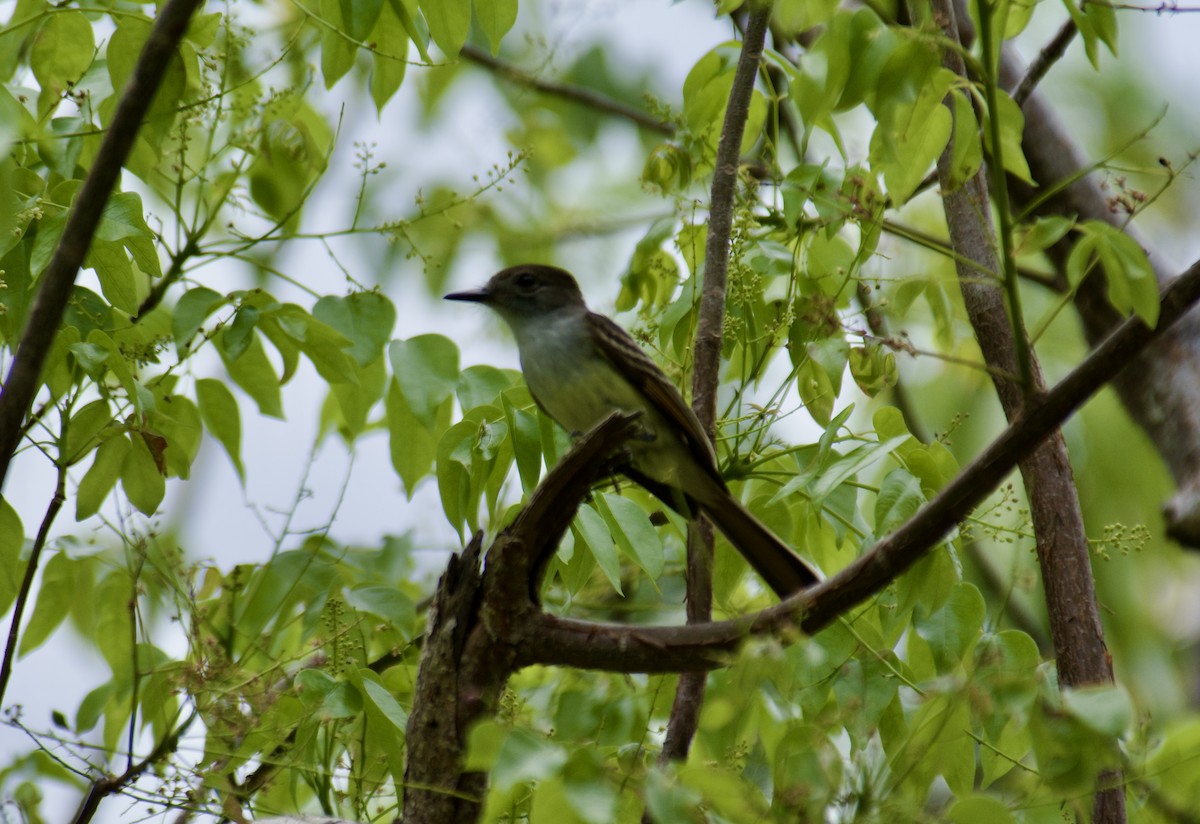 Stolid Flycatcher - ML645916618
