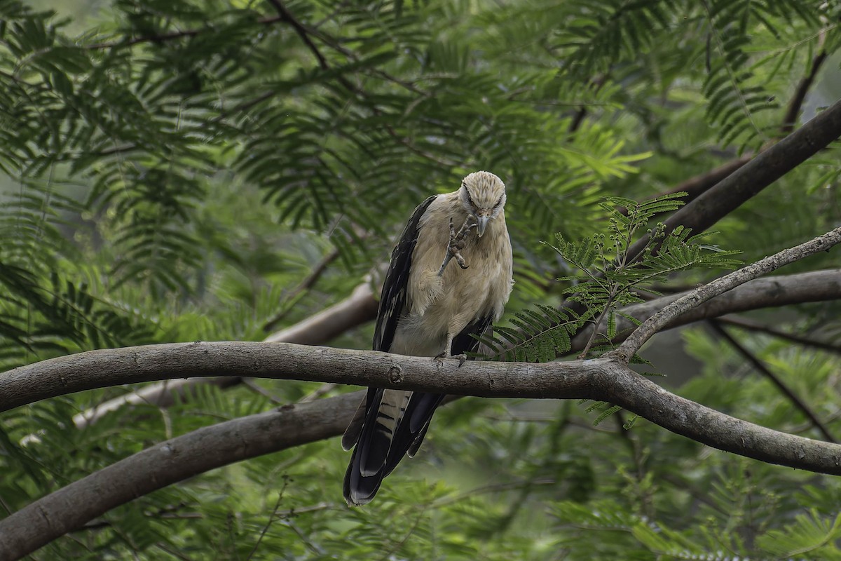 Yellow-headed Caracara - ML645916619