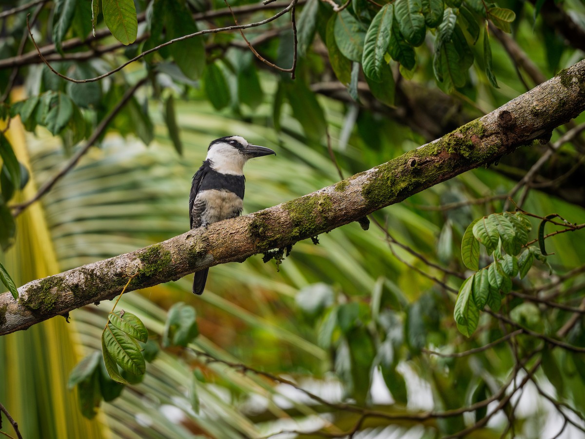 White-necked Puffbird - ML645916623
