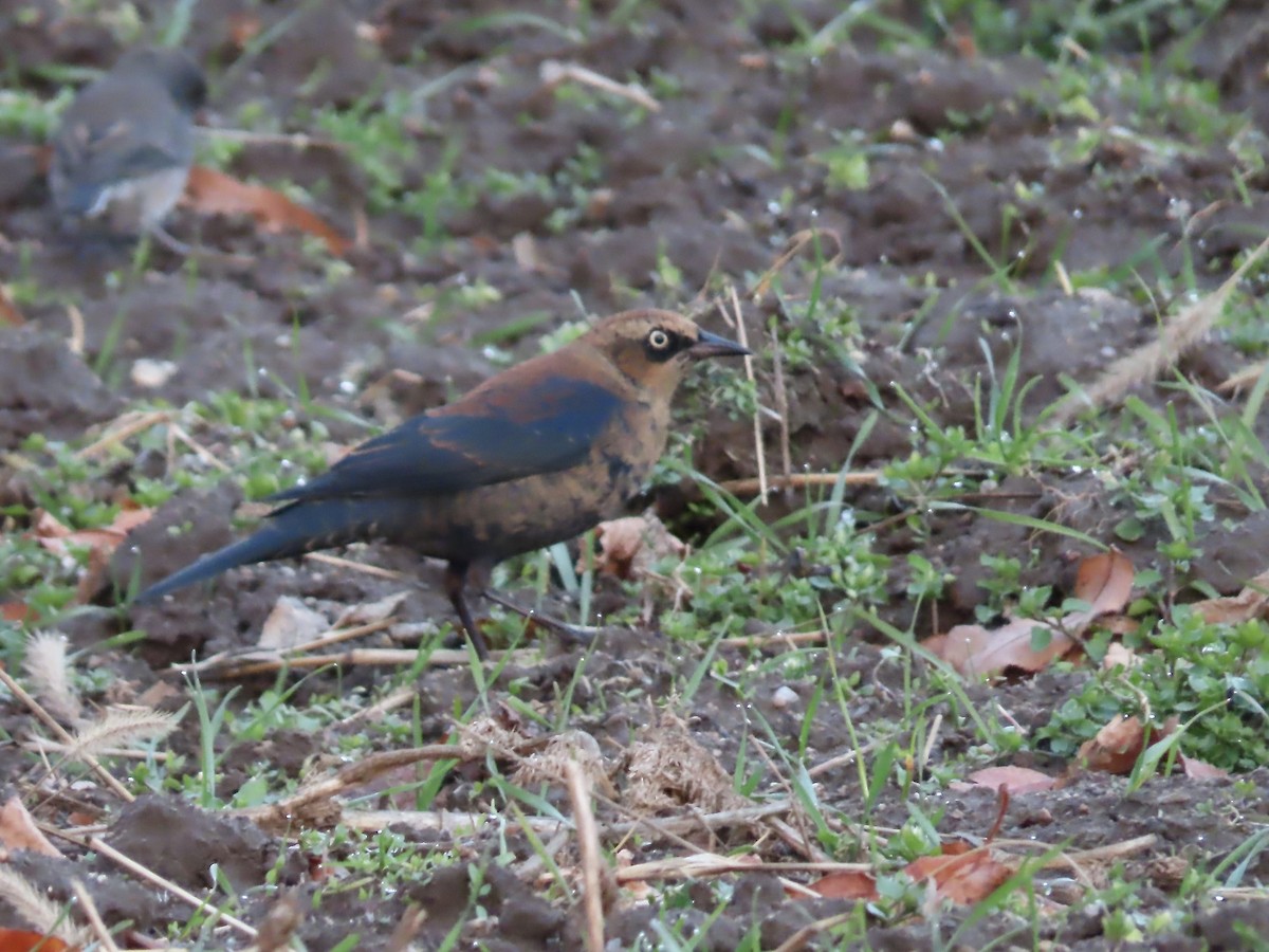Rusty Blackbird - ML645916649