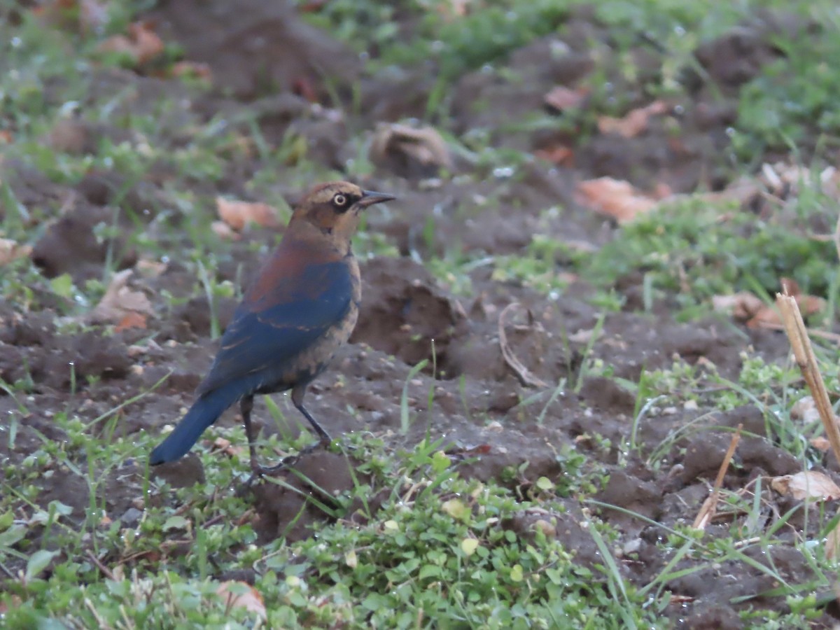 Rusty Blackbird - ML645916650