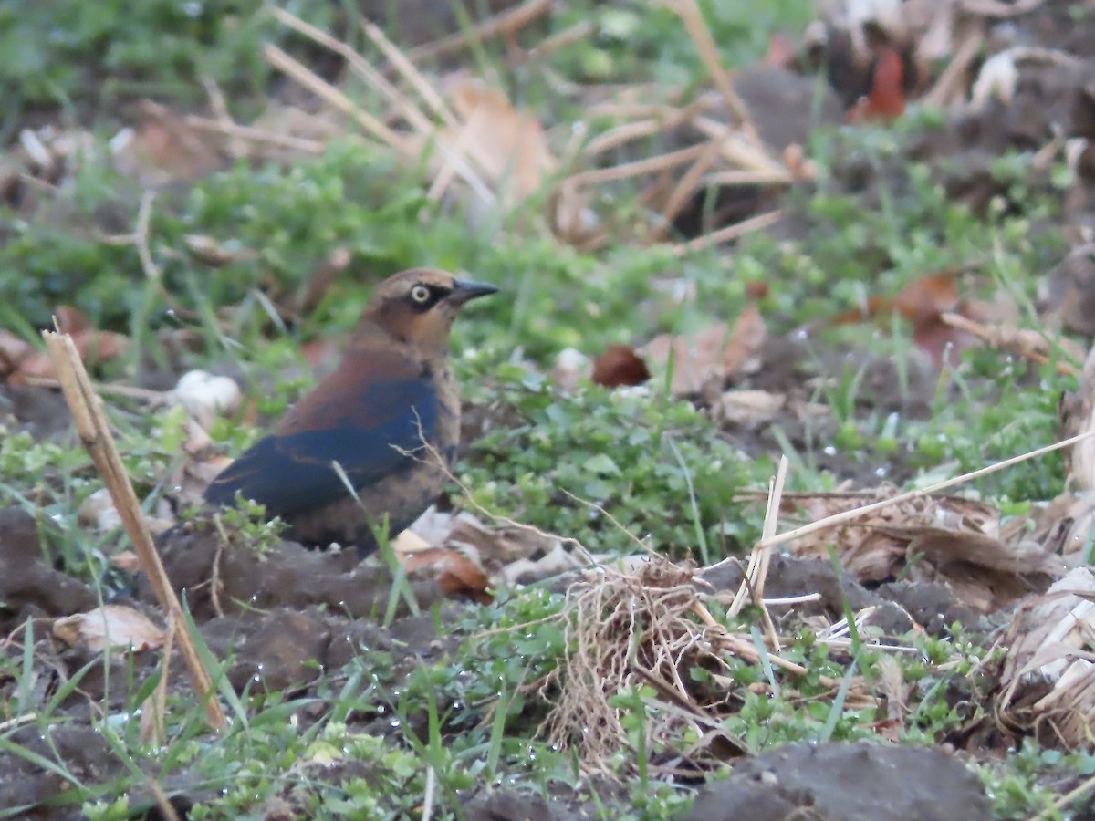 Rusty Blackbird - ML645916651