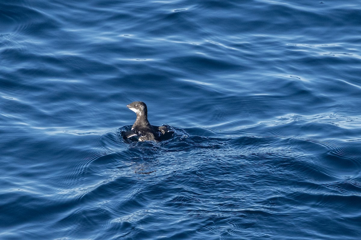 Pottorro txikia - ML645916654