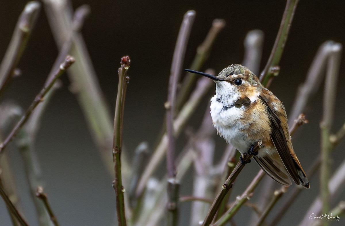 Colibrí Rufo - ML645916665