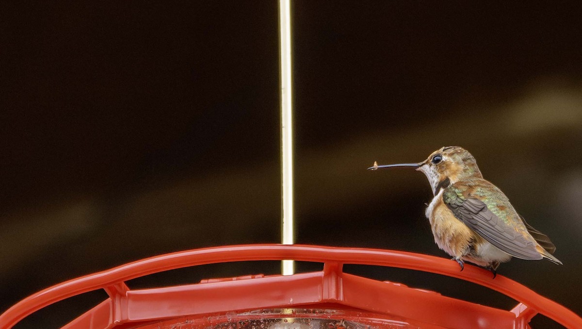 Colibrí Rufo - ML645916667