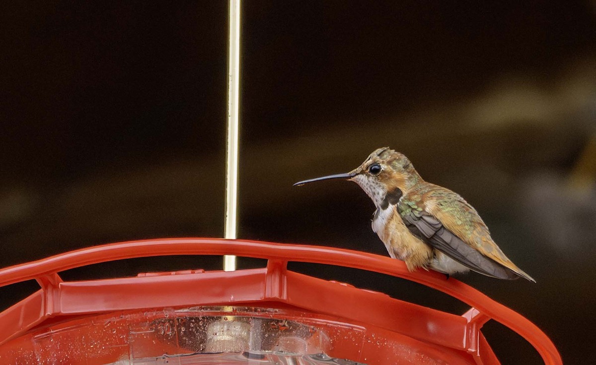 Colibrí Rufo - ML645916668