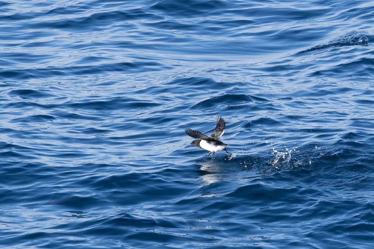 Толстоклювая кайра - ML645916676