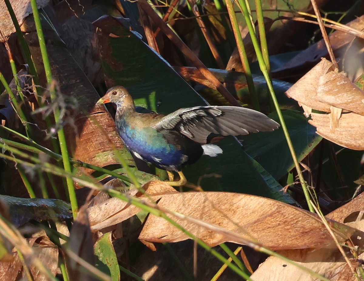 Малая султанка - ML645916691