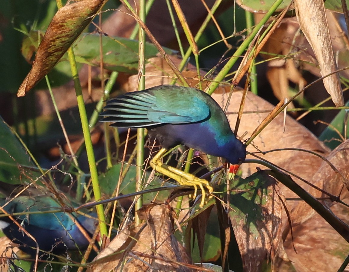 Малая султанка - ML645916692