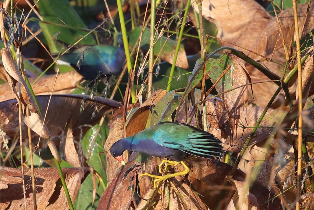 Малая султанка - ML645916693