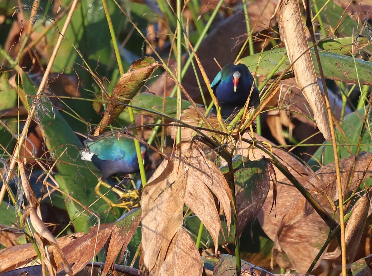 Малая султанка - ML645916694