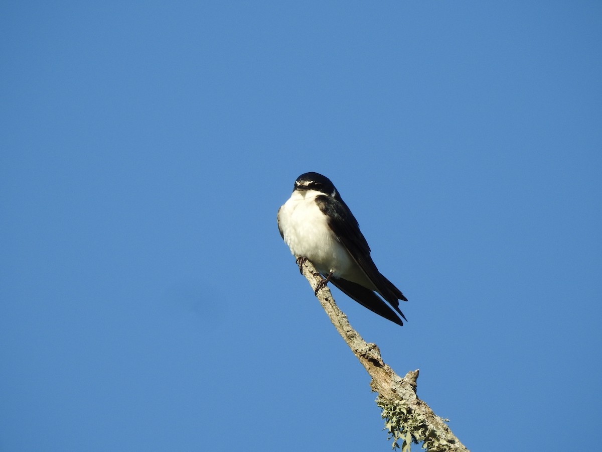 Ak Sokumlu Kırlangıç - ML645916707