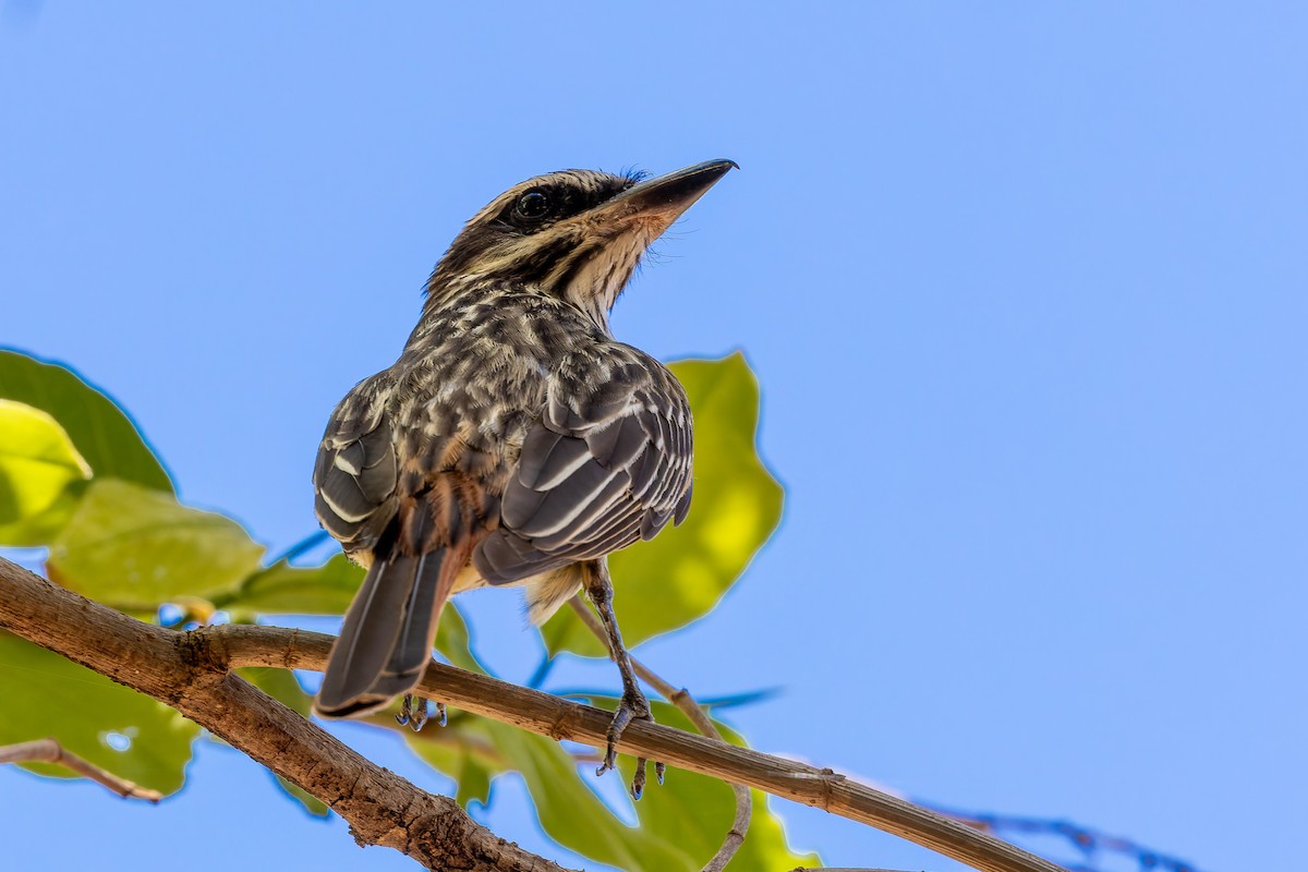 Streaked Flycatcher - ML645916715