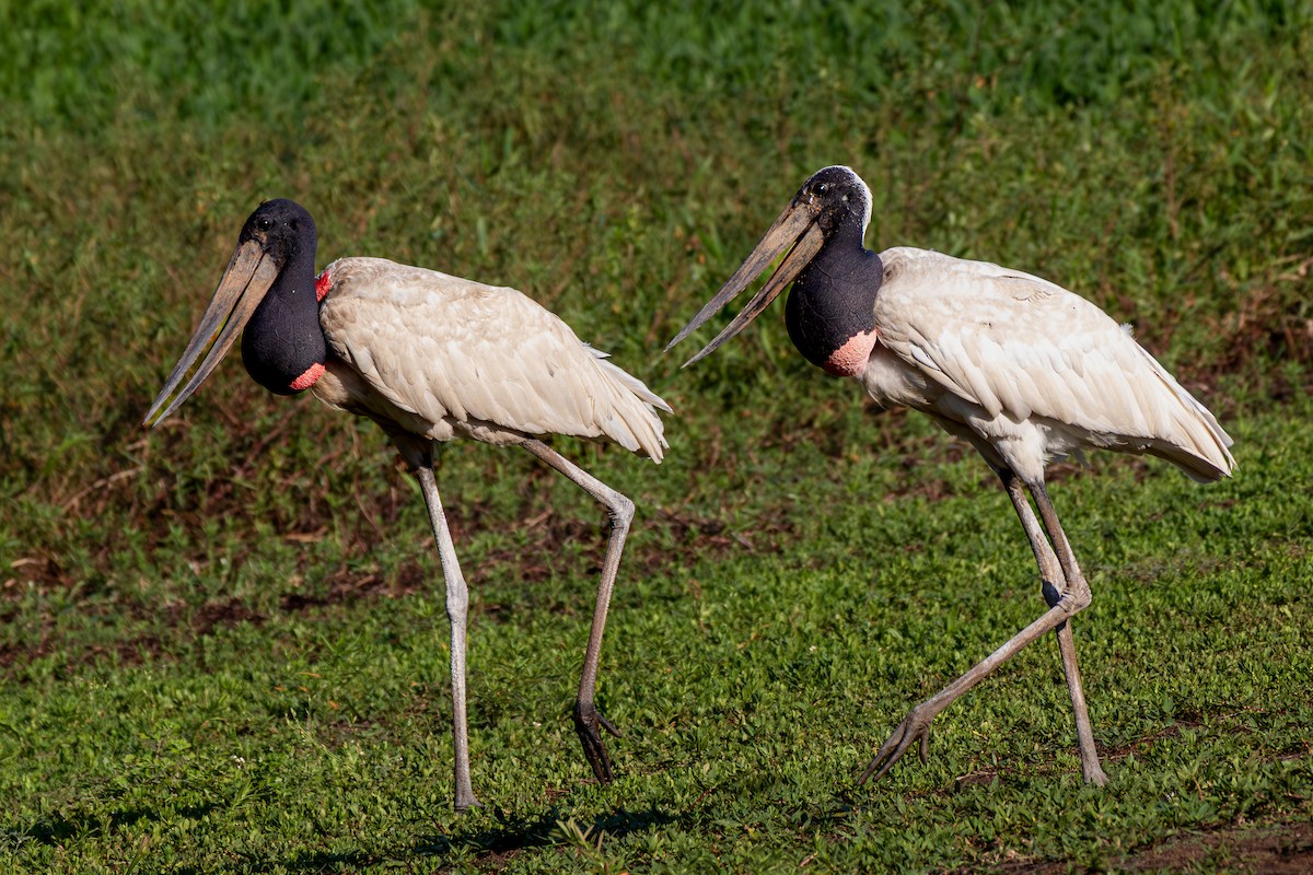 ズグロハゲコウ - ML645916718